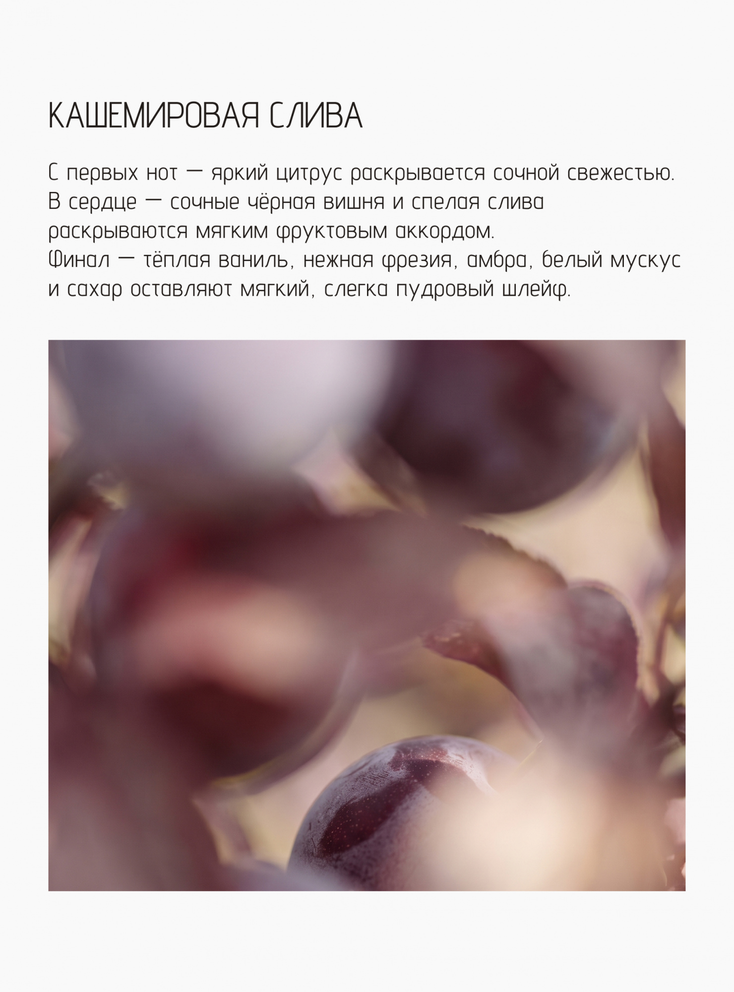 Свеча Кашемировая слива
